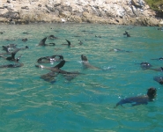 Swimming with the Seals