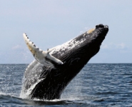 Whale watching on your doorstep