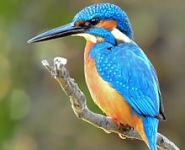 PiratesCreekKingfisher