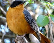 Bird_Watching_PiratesCreek